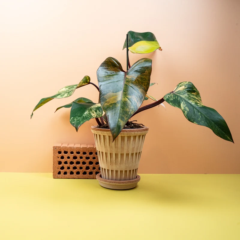 PHILODENDRON STRAWBERRY SHAKE
