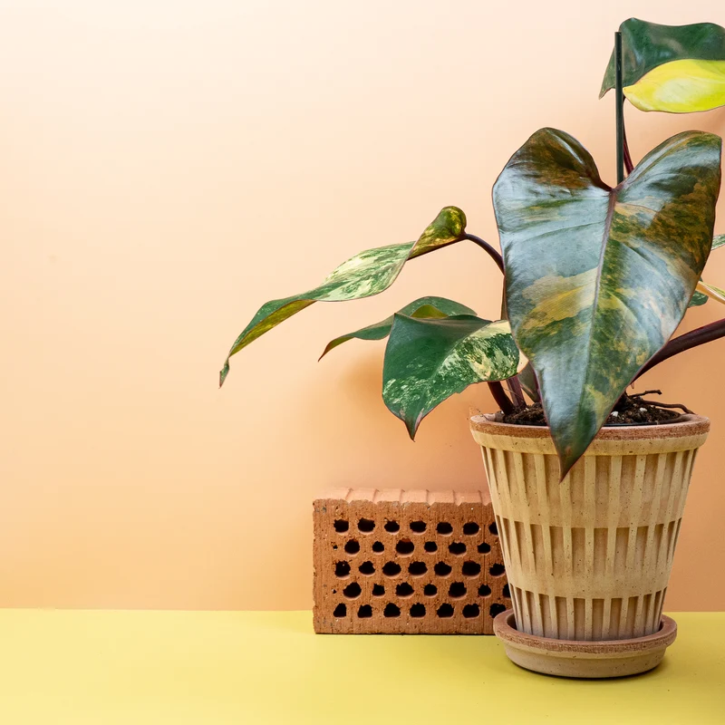PHILODENDRON STRAWBERRY SHAKE