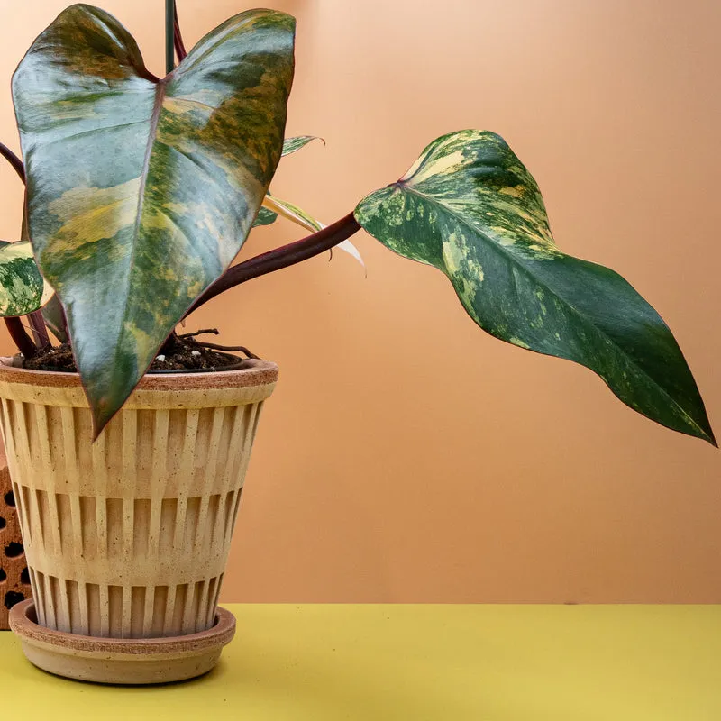 PHILODENDRON STRAWBERRY SHAKE