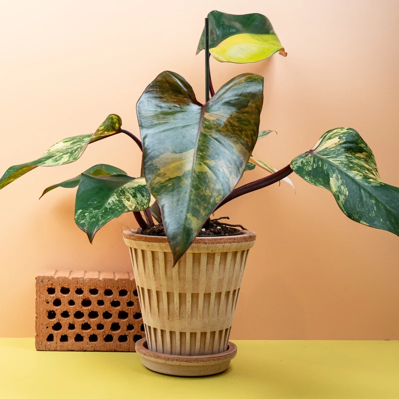 PHILODENDRON STRAWBERRY SHAKE