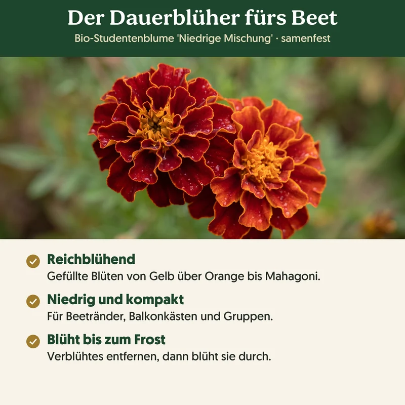 Bio-Studentenblume 'Niedrige Mischung' – Samenfestes Bio-Saatgut