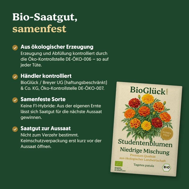 Bio-Studentenblume 'Niedrige Mischung' – Samenfestes Bio-Saatgut