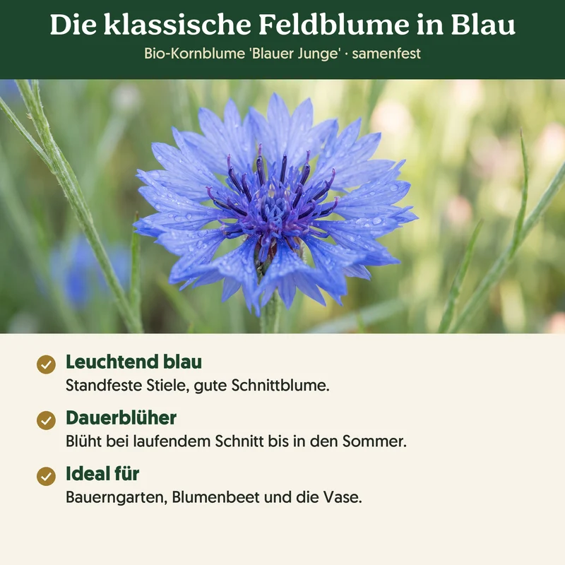 Bio-Kornblume 'Blauer Junge' – Samenfestes Bio-Saatgut