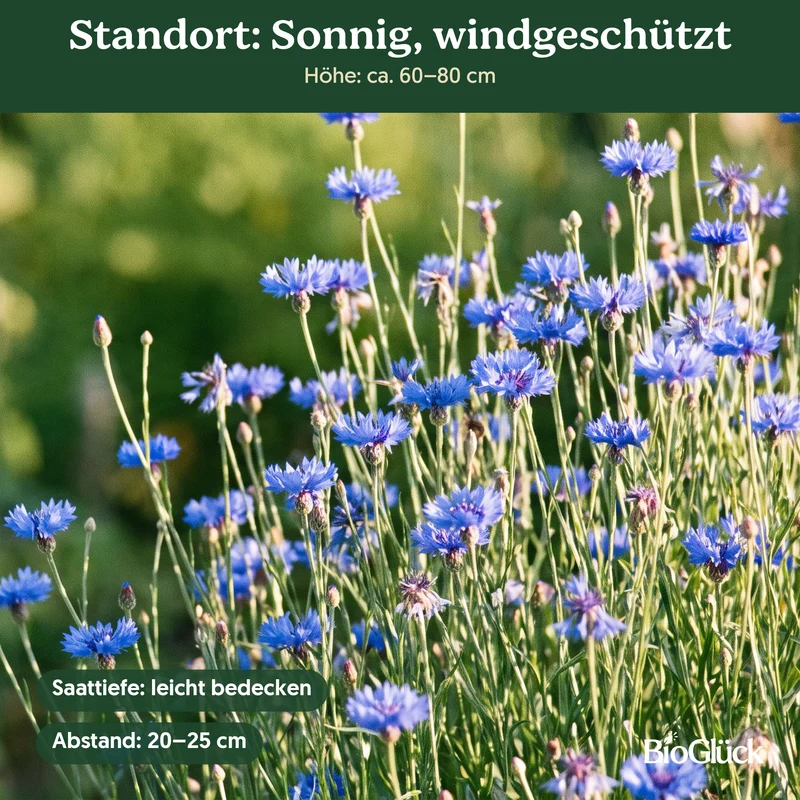 Bio-Kornblume 'Blauer Junge' – Samenfestes Bio-Saatgut