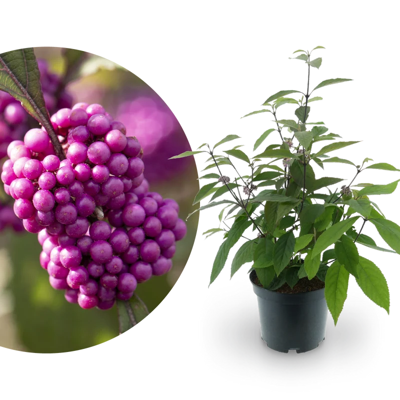 Liebesperlenstrauch 'Profusion' Lila