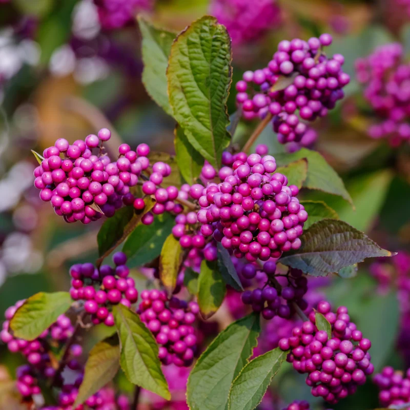 Liebesperlenstrauch 'Profusion' Lila