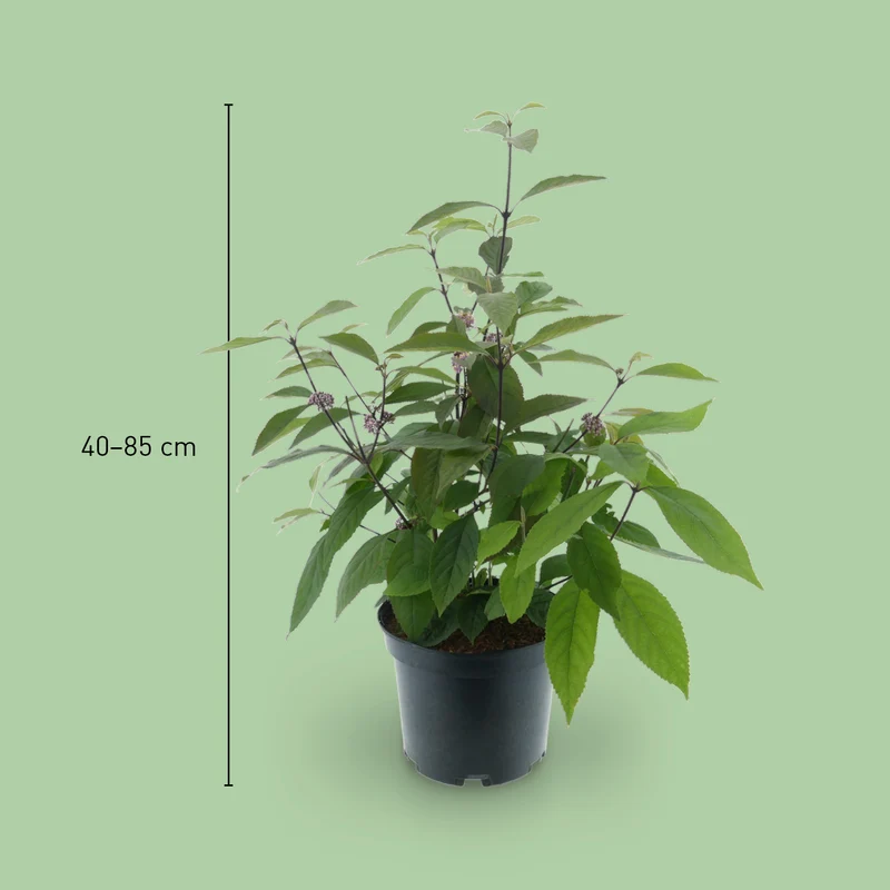 Liebesperlenstrauch 'Profusion' Lila