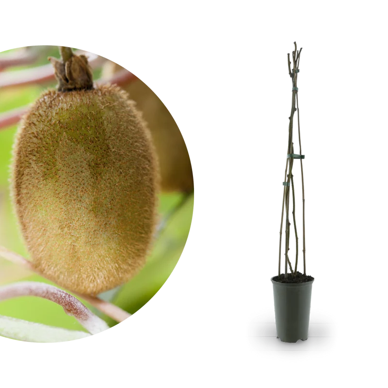 Kiwi 'Jenny'