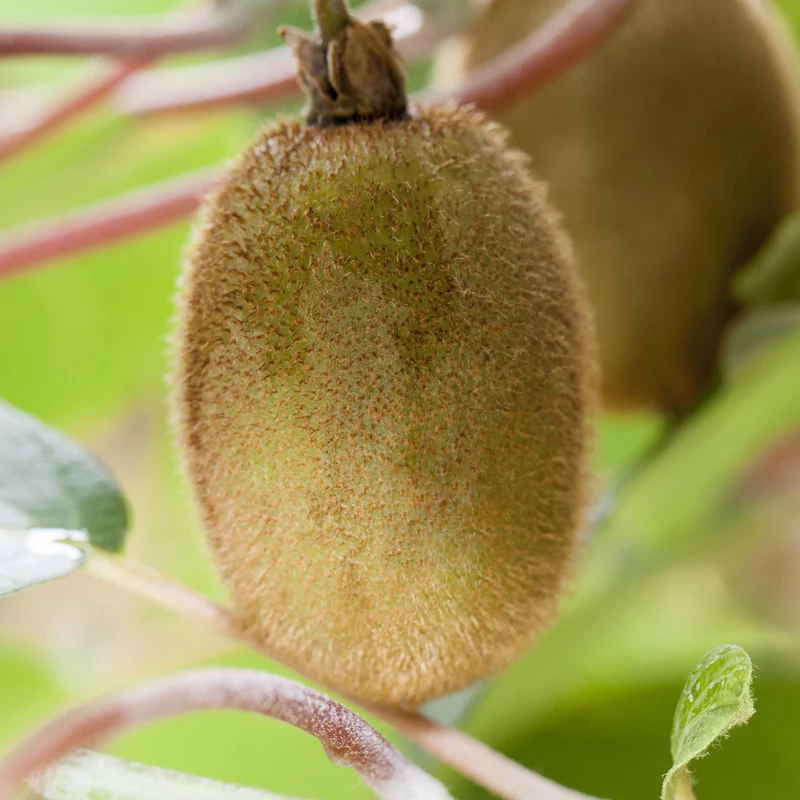 Kiwi 'Jenny'
