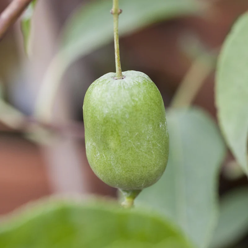 Kiwibeere 'Issai'