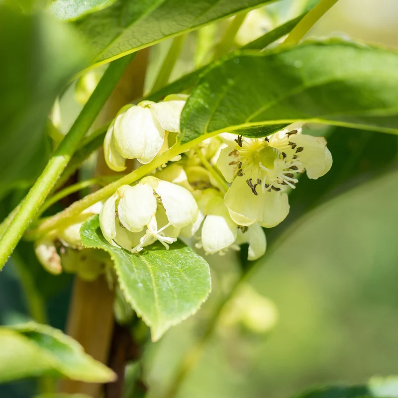 Kiwibeere 'Issai'