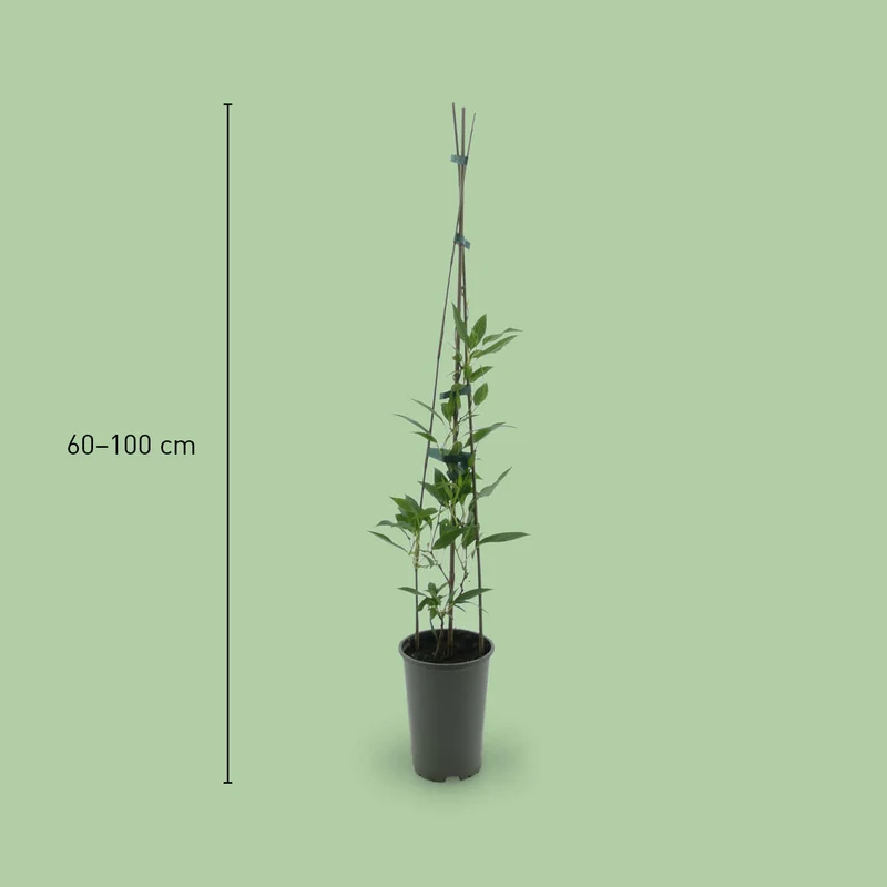 Kiwibeere 'Issai'