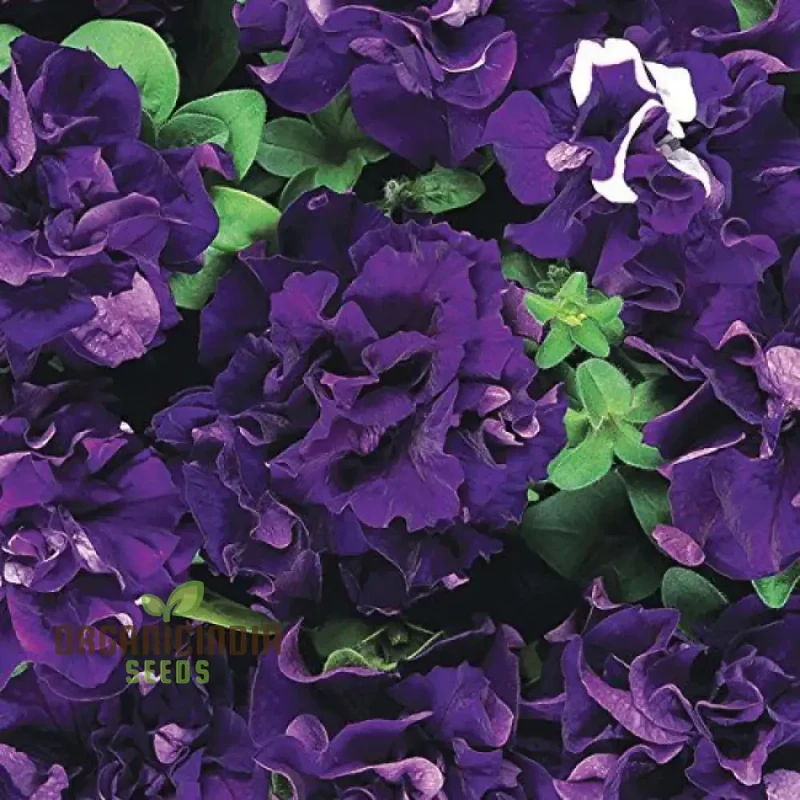 Petunia Seeds Double Cascade Blue, Planting
