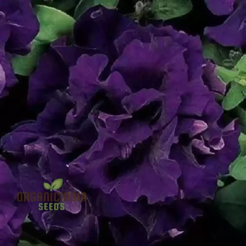 Petunia Seeds Double Cascade Blue, Planting