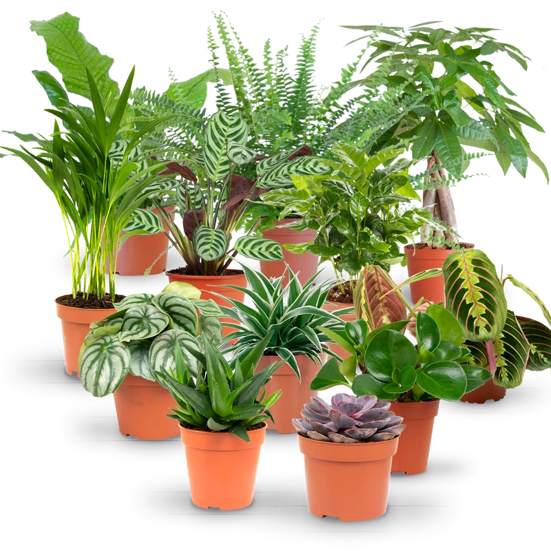 Rette mich: Zimmerpflanzen 12er Set