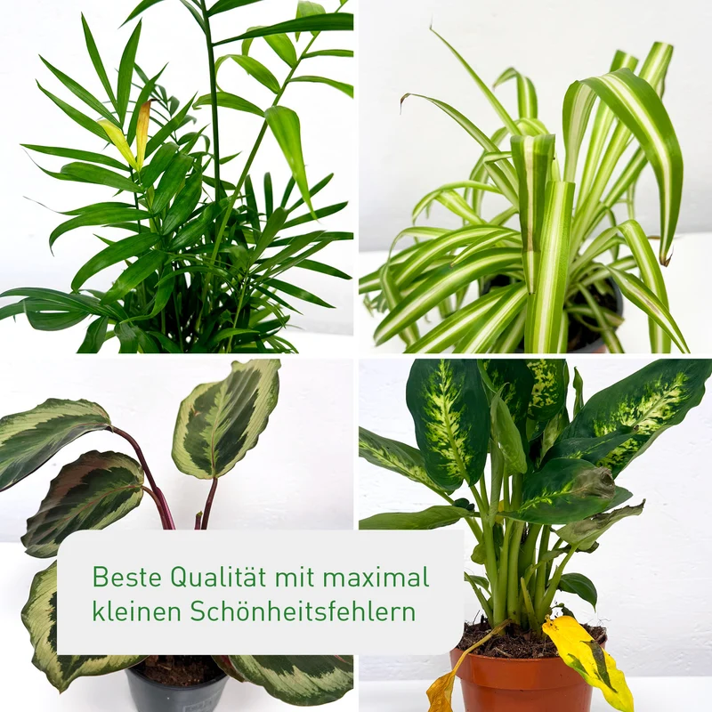 Rette mich: Zimmerpflanzen 12er Set