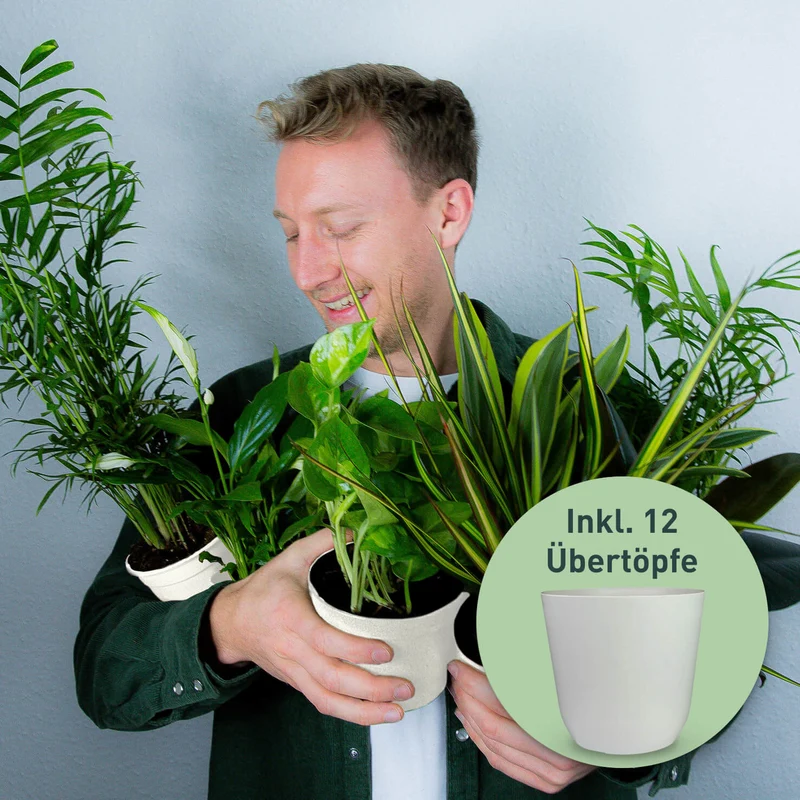 Rette mich: Zimmerpflanzen 12er Set