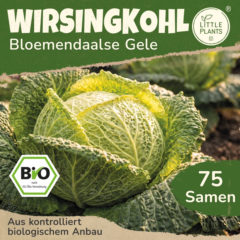 Bio-Wirsing (Bloemendaalse Gele)