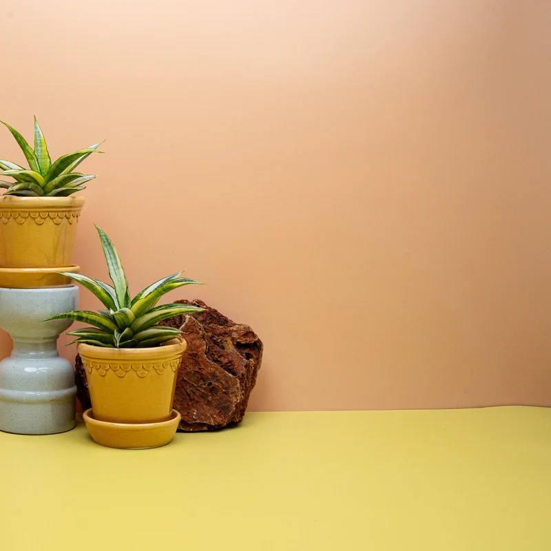 SANSEVIERIA GABRIELLA CROWN