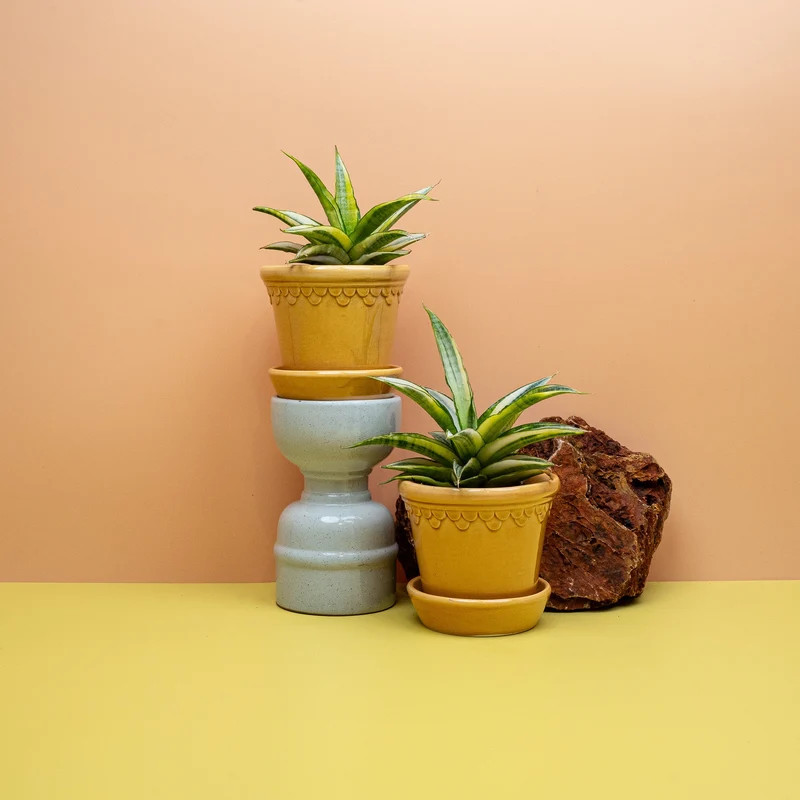 SANSEVIERIA GABRIELLA CROWN
