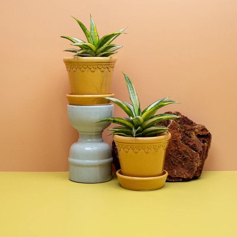 SANSEVIERIA GABRIELLA CROWN