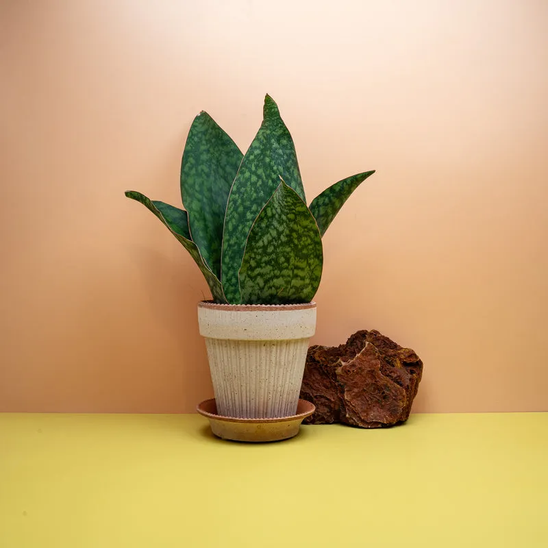 SANSEVIERIA GRANDIS CROWN