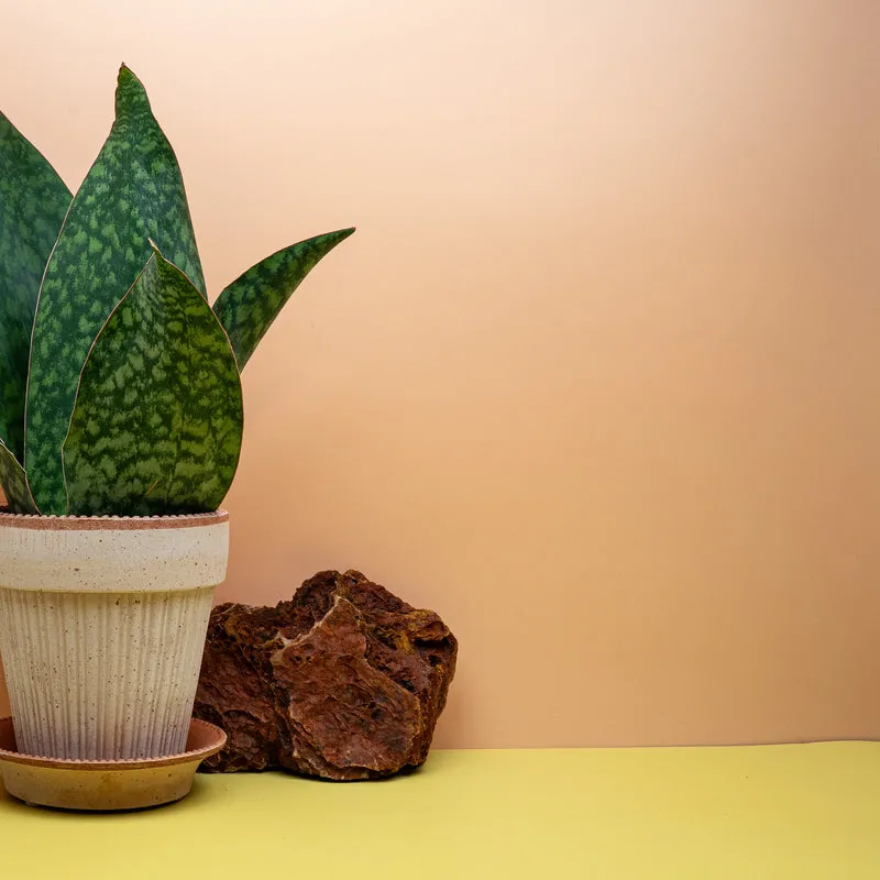 SANSEVIERIA GRANDIS CROWN