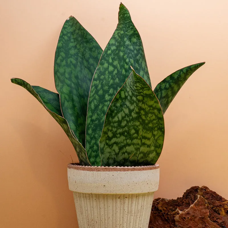 SANSEVIERIA GRANDIS CROWN