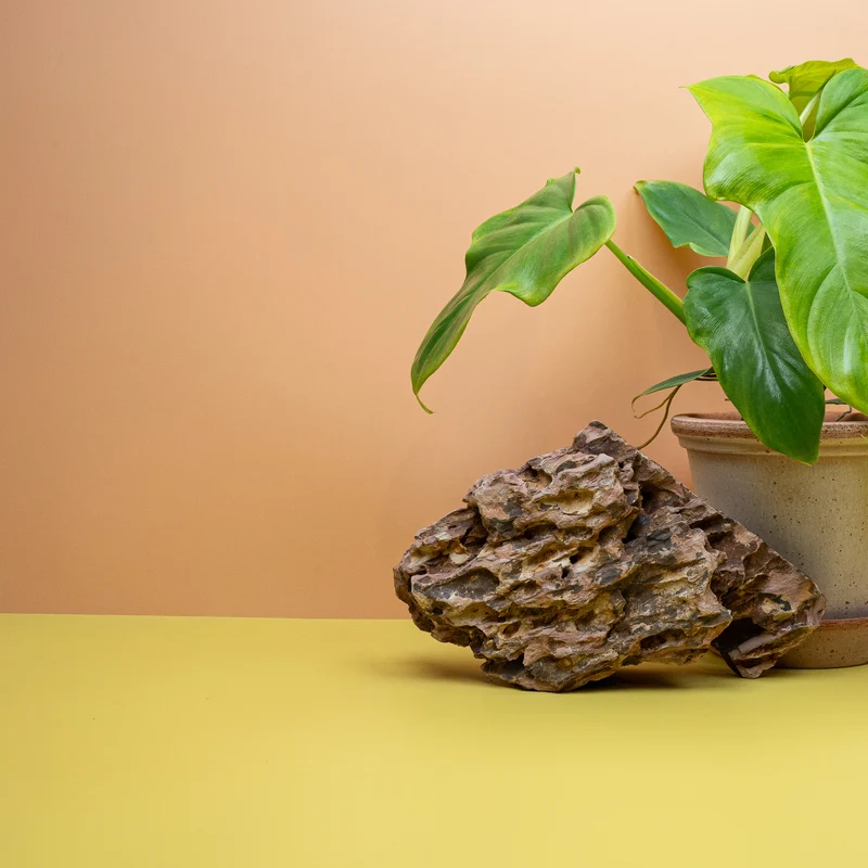 PHILODENDRON GOLDEN VIOLIN