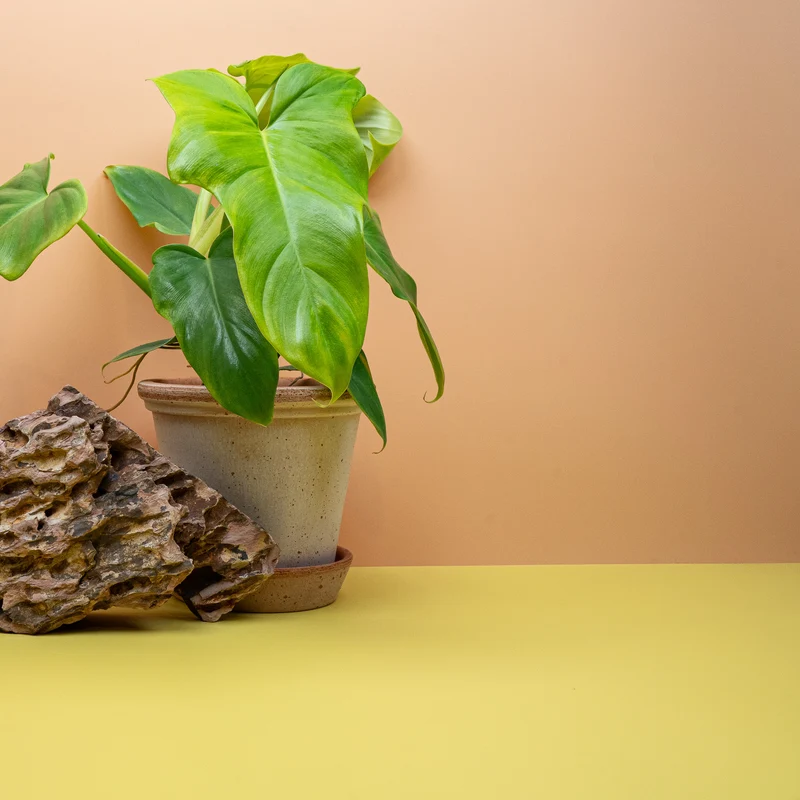 PHILODENDRON GOLDEN VIOLIN