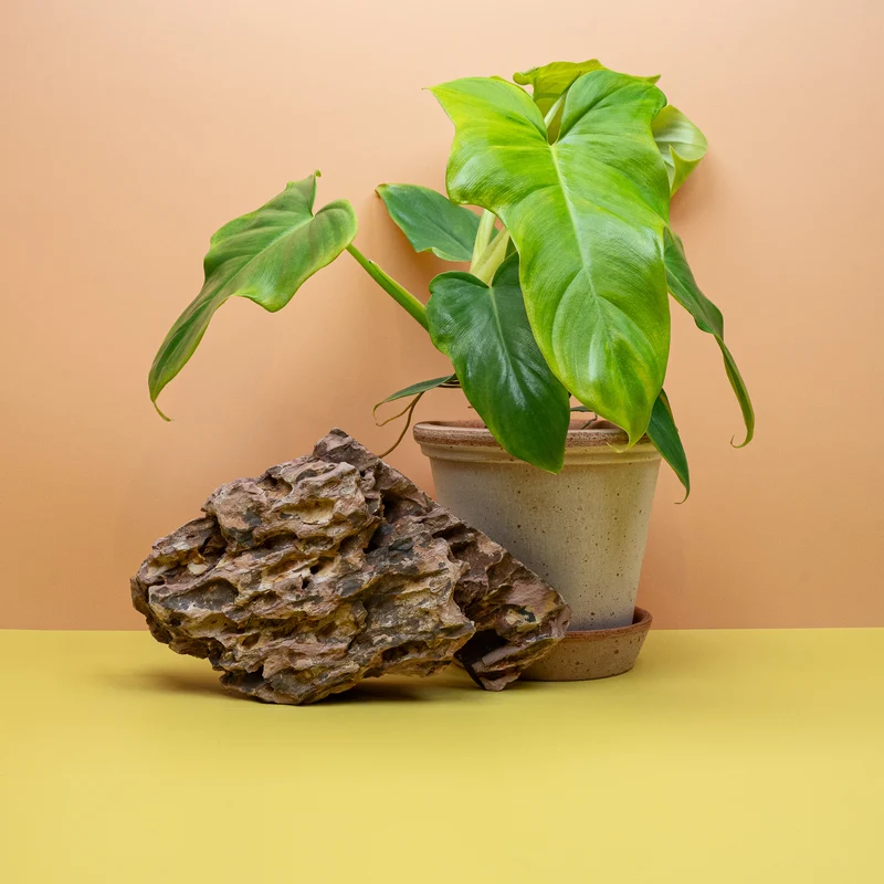 PHILODENDRON GOLDEN VIOLIN
