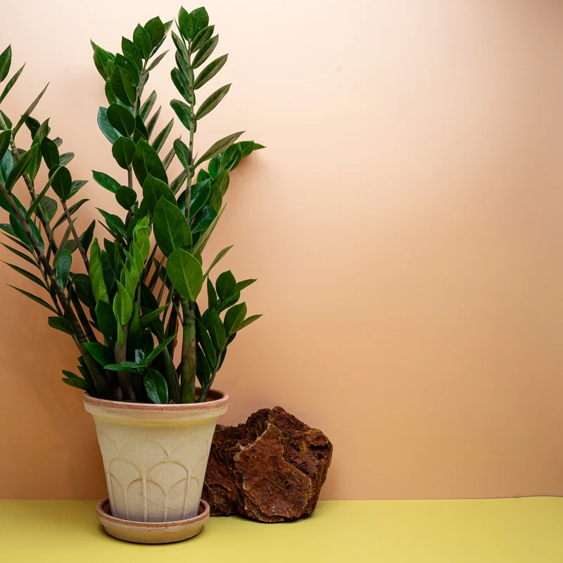 ZAMIOCULCAS ZAMIIFOLIA LIMA