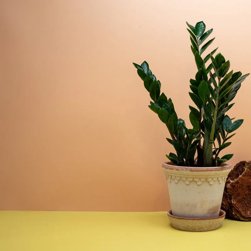 ZAMIOCULCAS ZAMIIFOLIA LIMA