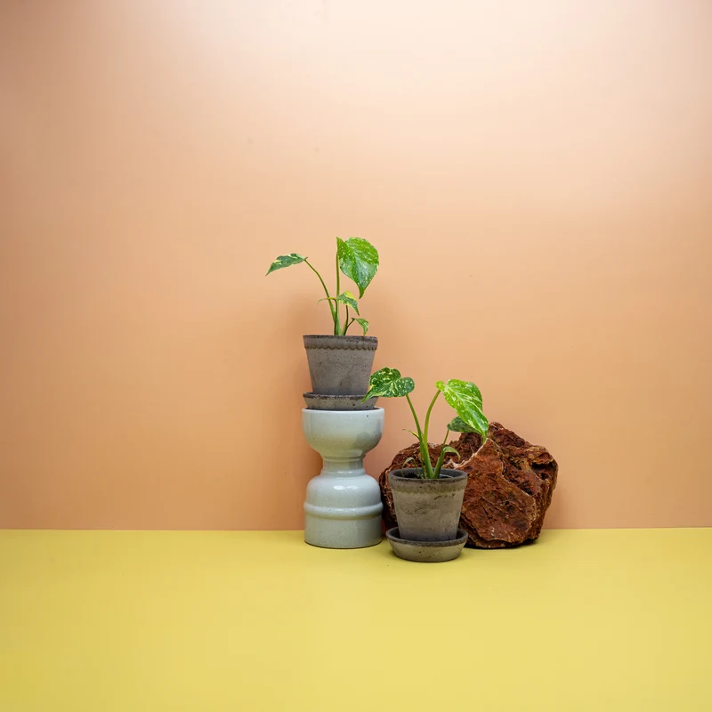 MONSTERA DELICIOSA ELECTRO LIGHT