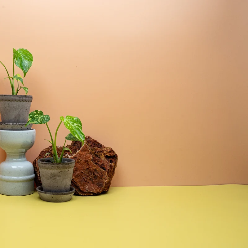 MONSTERA DELICIOSA ELECTRO LIGHT
