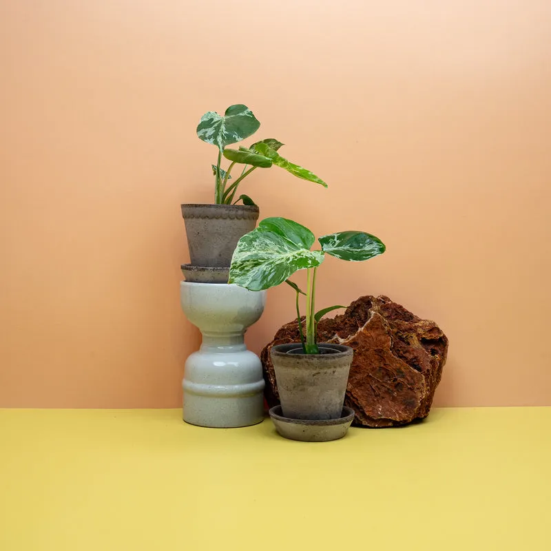 MONSTERA DELICIOSA BULBARSAUR