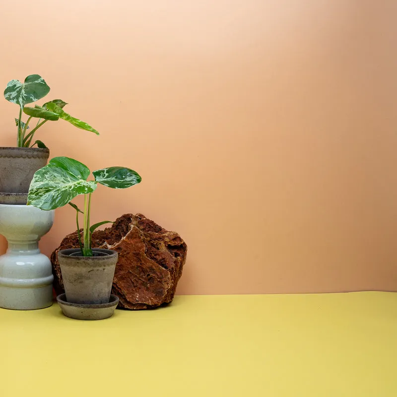 MONSTERA DELICIOSA BULBARSAUR