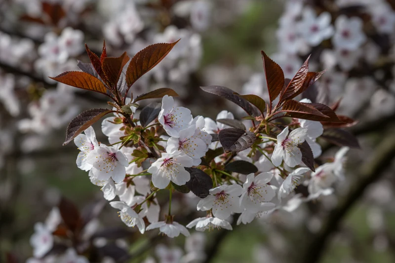 Blutpflaume 'Pissardii' / Prunus cerasifera 'Pissardii'