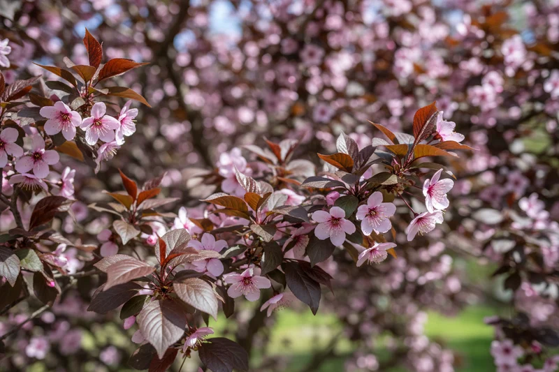 Blutpflaume 'Nigra' / Prunus cerasifera 'Nigra'