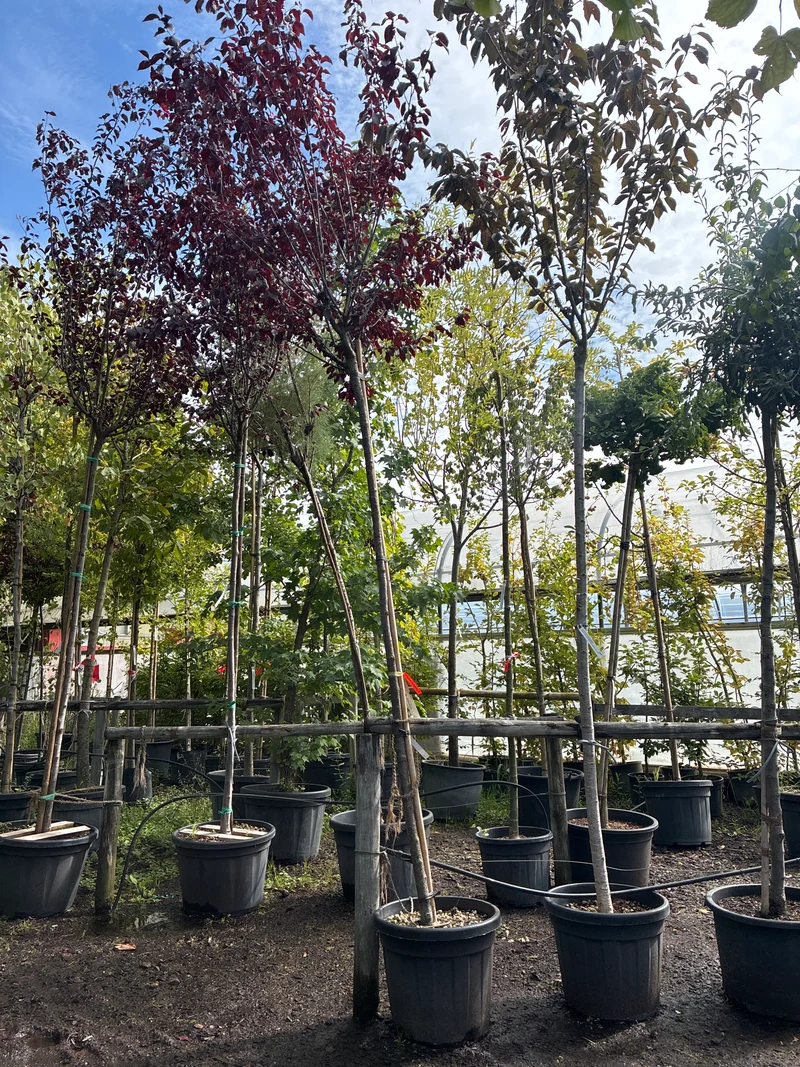 Blutpflaume 'Nigra' / Prunus cerasifera 'Nigra'
