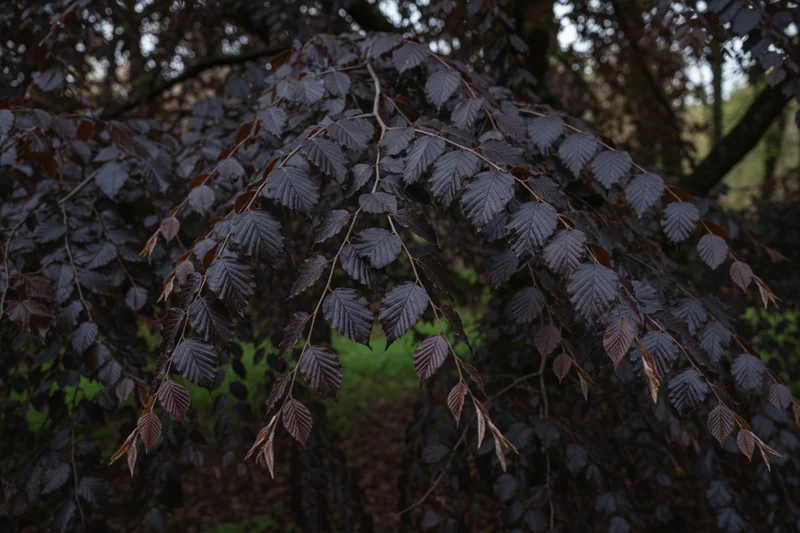 Blutbuche 'Purple Fountain' / Fagus sylvatica 'Purple Fountain'