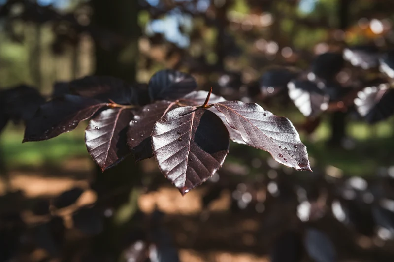 Blutbuche 'Atropunicea' / Fagus sylvatica 'Atropunicea'