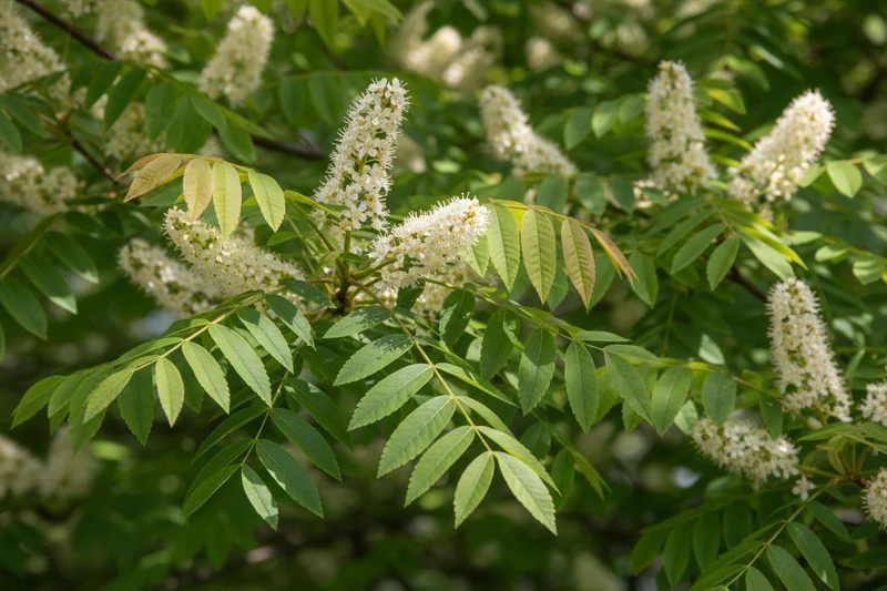 Blumenesche / Fraxinus ornus