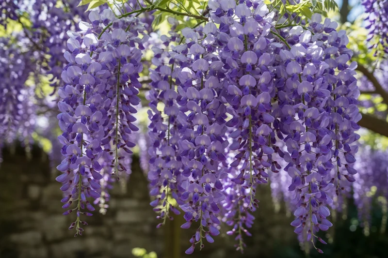 Blauregen 'Lawrence' / Wisteria floribunda 'Lawrence'