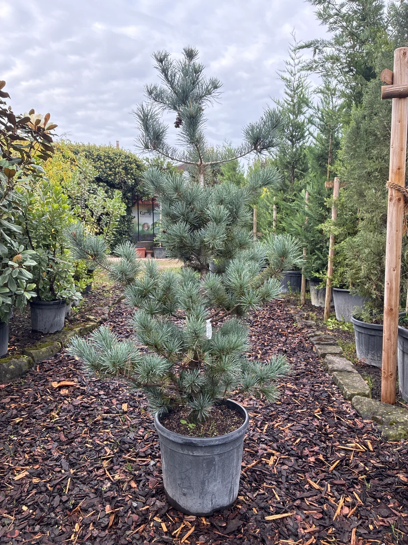 Blaue Mädchenkiefer 'Negishi' / Pinus parviflora 'Negishi'