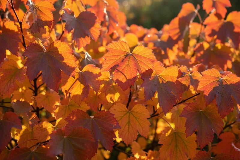 Blasenspiere 'Amber Jubilee'® / Physocarpus opulifolius 'Amber Jubilee'®