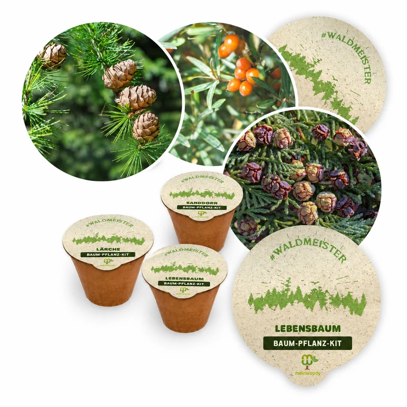 Waldmeister – 3 x Baum-Pflanz-Set (Sanddorn, Lebensbaum & Lärche)