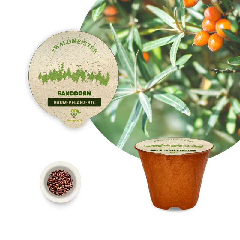 Waldmeister – 3 x Baum-Pflanz-Set (Sanddorn, Lebensbaum & Lärche)