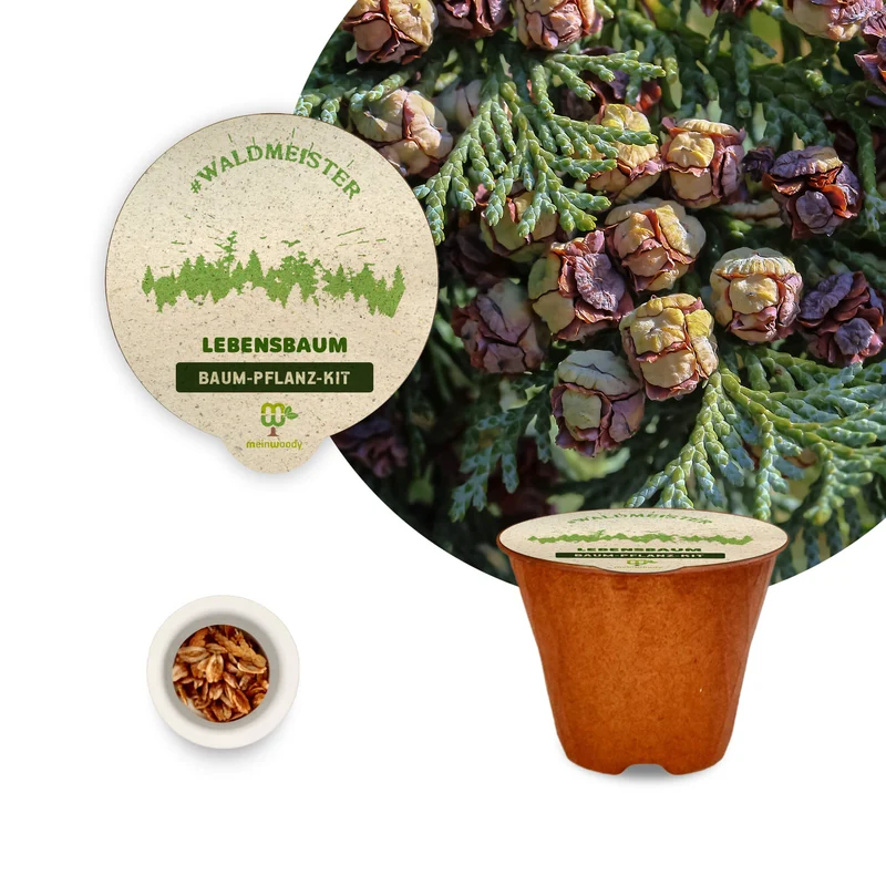 Waldmeister – 3 x Baum-Pflanz-Set (Sanddorn, Lebensbaum & Lärche)