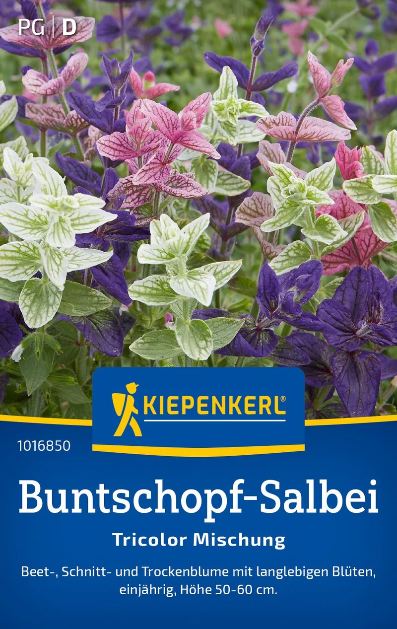 Buntschopf-Salbeisamen Tricolor Mischung